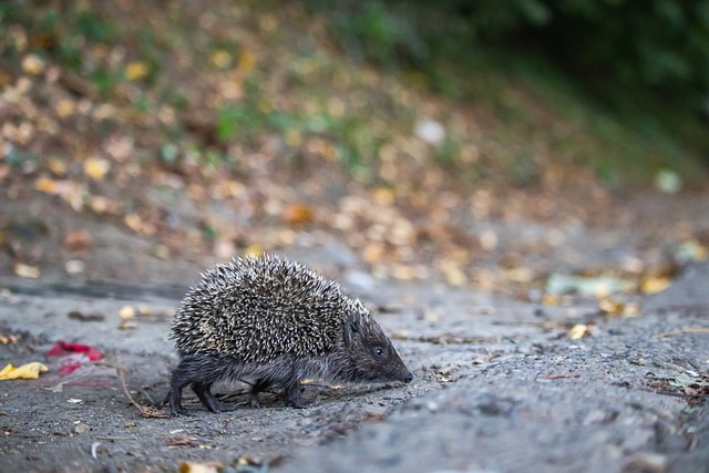 试图通过人 试图通过人